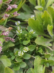 Stellaria media