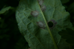 Peronospora rumicis