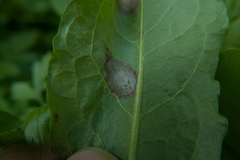 Peronospora rumicis