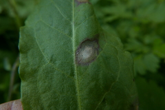 Peronospora rumicis