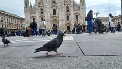 Columba livia domestica