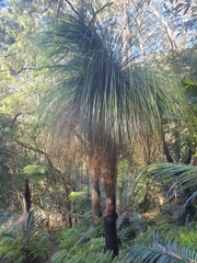 Xanthorrhoea malacophylla