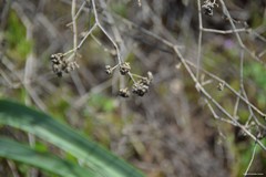Gypsophila struthium