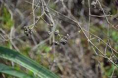 Gypsophila struthium