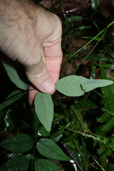 Derris involuta