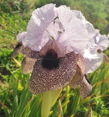 Iris hermona