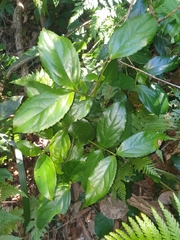 Daphnandra micrantha