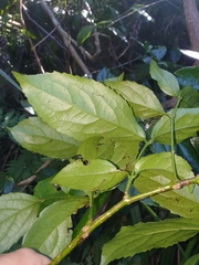 Daphnandra micrantha