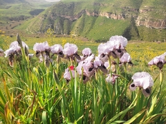 Iris hermona