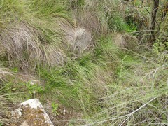 Brachypodium phoenicoides