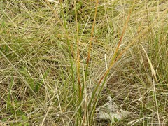 Brachypodium phoenicoides