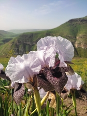 Iris hermona
