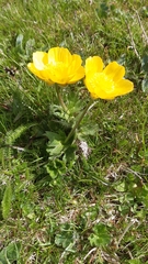 Ranunculus gouanii