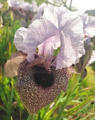 Iris hermona