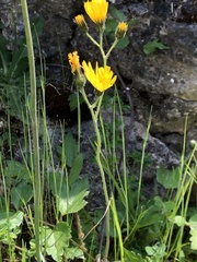 Hieracium murorum