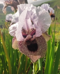 Iris hermona