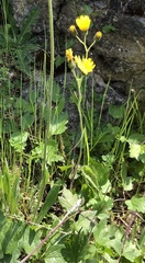 Hieracium murorum