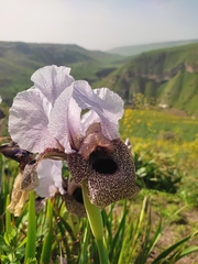 Iris hermona