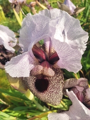 Iris hermona