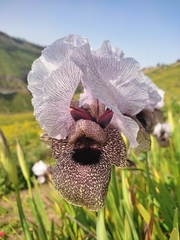 Iris hermona
