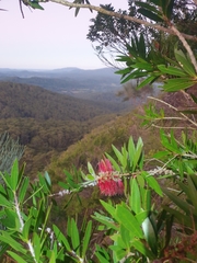 Melaleuca comboynensis