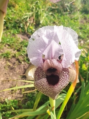 Iris hermona