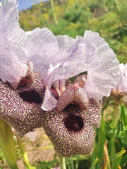 Iris hermona