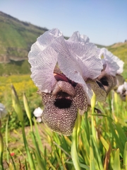 Iris hermona