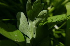 Entyloma corydalis