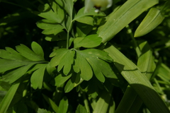 Entyloma corydalis