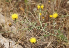 Centaurea sicula