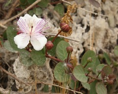Capparis orientalis