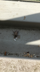 Melolontha melolontha