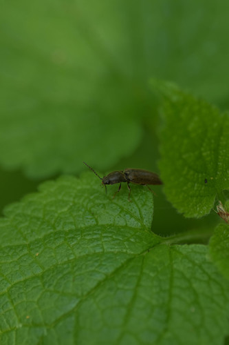 Common brown click beetle photo 5