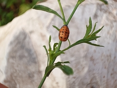 Coccinellinae