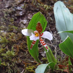 Rhynchostele rossii