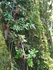 Lysionotus pauciflorus