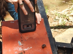 Hyperolius rubrovermiculatus