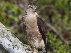 Circaetus fasciolatus
