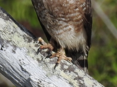 Circaetus fasciolatus