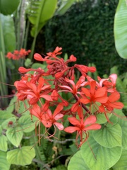 Clerodendrum japonicum