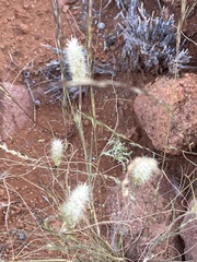 Fingerhuthia africana