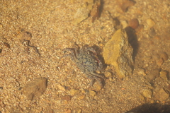 Austrothelphusa transversa