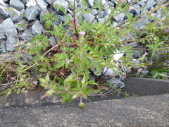 Geranium purpureum