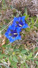 Gentiana acaulis