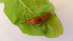 Helicarionidae