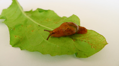 Helicarionidae