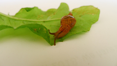 Helicarionidae