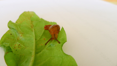 Helicarionidae