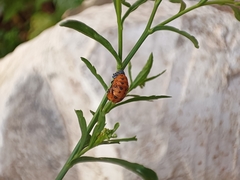 Coccinellinae